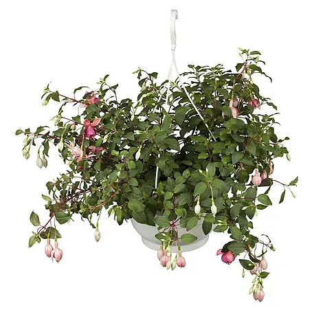 Piardino  Fuchsie Ampelpflanzung
