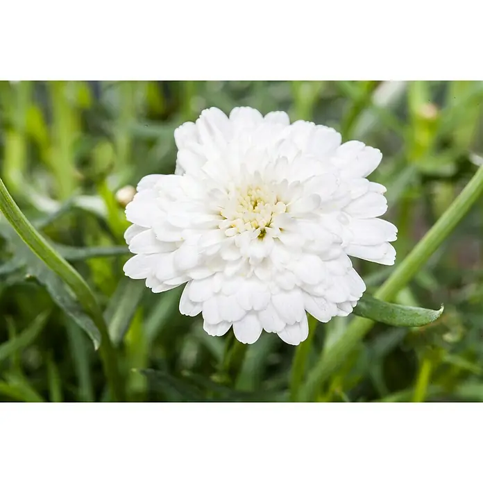 Piardino Margarita - Argyranthemum frutescens, Tamaño de maceta: 14 cm - Primer plano de una flor de margarita blanca con un centro amarillento y hojas verdes al fondo.