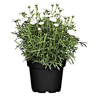 Piardino Margarita (Argyranthemum frutescens, Tamaño de maceta: 14 cm)