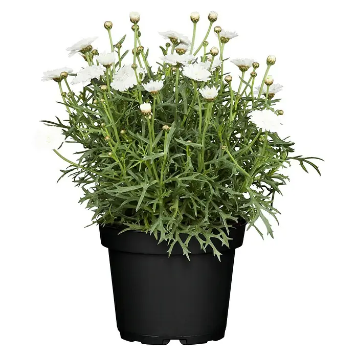 Piardino Margarita - Argyranthemum frutescens, Tamaño de maceta: 14 cm - Maceta con flores de Anthemis en floración con hojas verdes en una maceta negra, ideal para la decoración del hogar y el jardín.