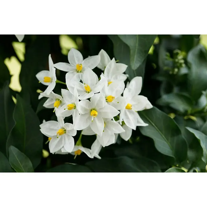 Piardino Jasminblütiger Nachtschatten - Solanum jasminoides, Topfgröße: 19 cm, Weiß - Nahaufnahme von weißen Blüten mit gelben Staubgefäßen, umgeben von grünen Blättern, die die Schönheit der Natur zeigen.