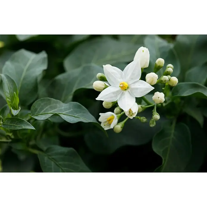 Piardino Jasminblütiger Nachtschatten - Solanum jasminoides, Topfgröße: 19 cm, Weiß - Nahaufnahme von weißen Bittersüß-Nachtschattenblüten, die ihre zarte Schönheit und ihren gelben Farbtupfer in der Mitte zeigen.