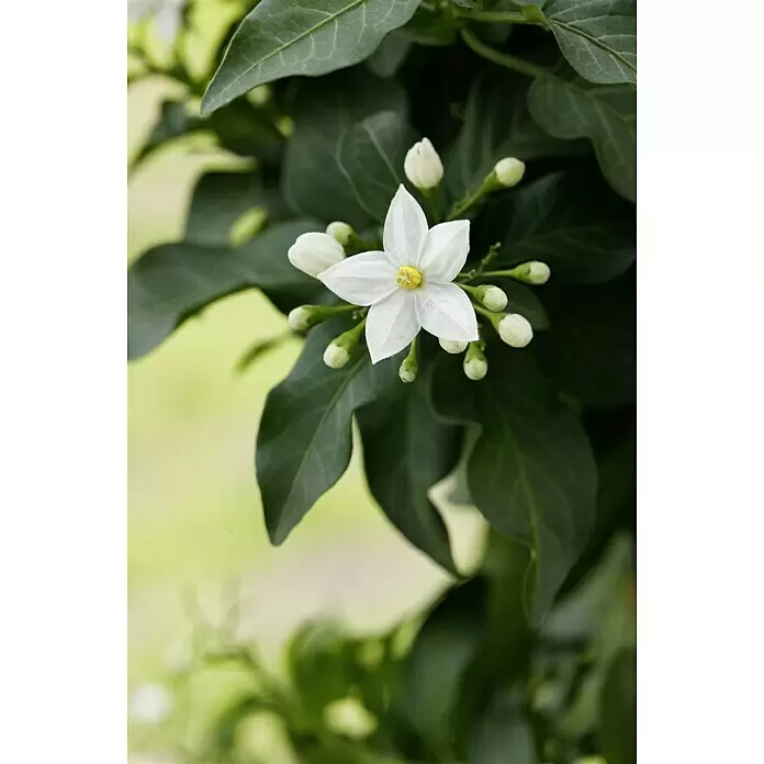 Piardino Jasminblütiger Nachtschatten - Solanum jasminoides, Topfgröße: 19 cm, Weiß - Stimmungsaufnahme