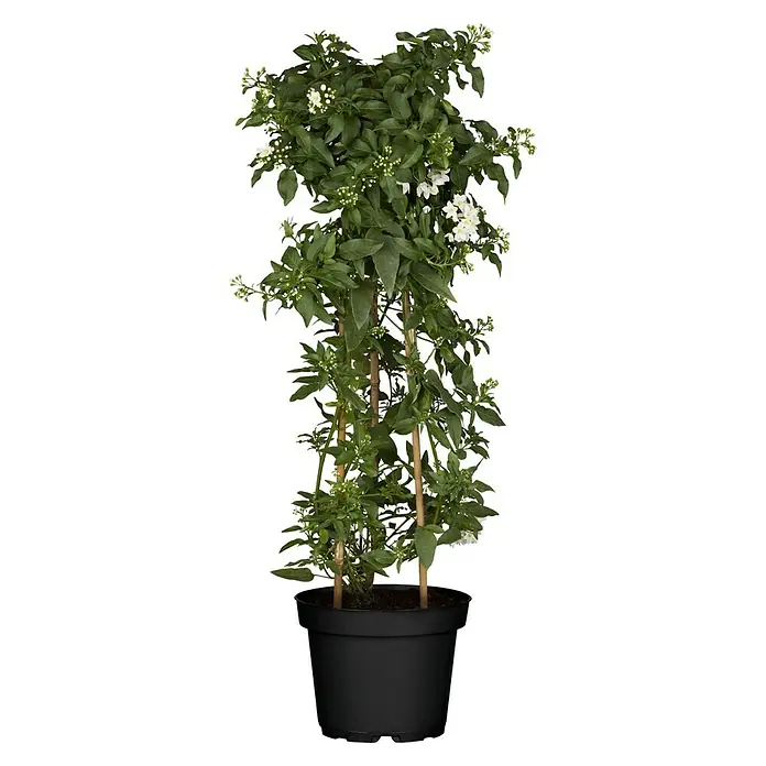 Piardino Jasminblütiger Nachtschatten - Solanum jasminoides, Topfgröße: 19 cm, Weiß - Zimmerpflanze im Topf. Die Pflanze hat grüne Blätter und kleine weiße Blüten. Ideal für die Dekoration von Innenräumen.