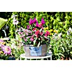 Piardino Silber-Brandschopf (Celosia argentea 'Venezuela', Topfgröße: 12 cm) | BAUHAUS