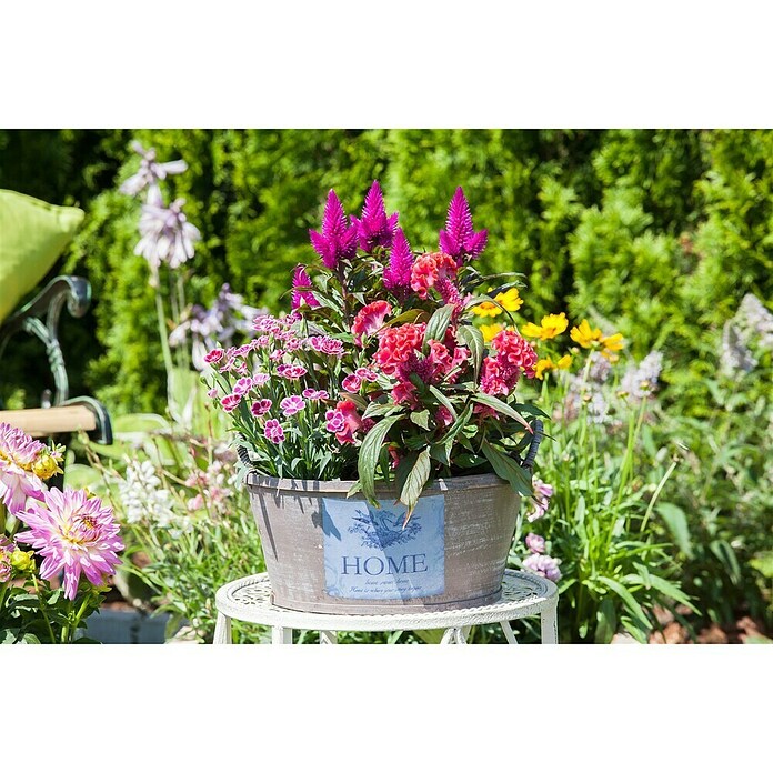 Piardino Silber-Brandschopf (Celosia argentea 'Venezuela', Topfgröße: 12 cm) | BAUHAUS