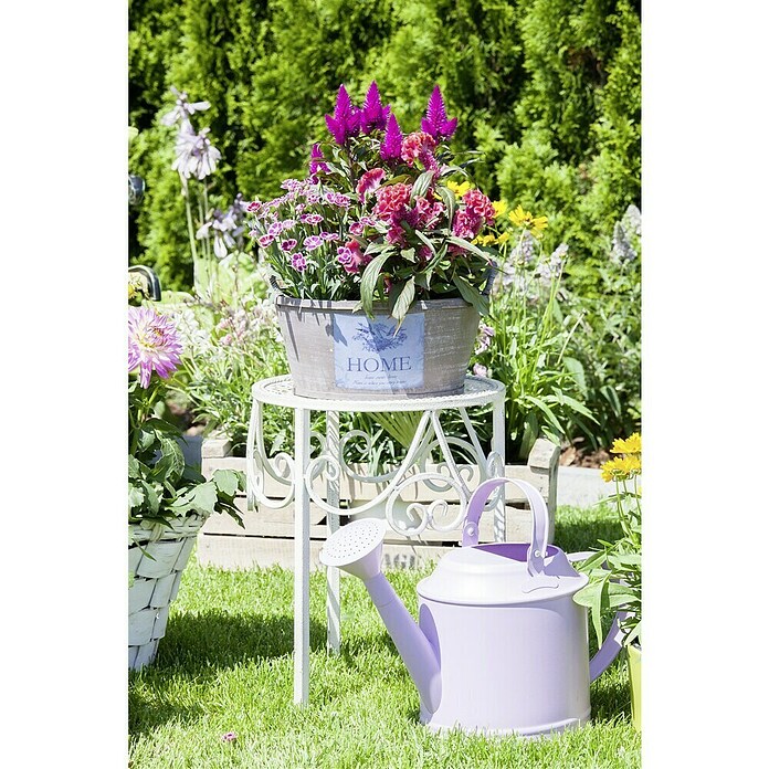Piardino Silber-Brandschopf (Celosia argentea 'Venezuela', Topfgröße: 12 cm) | BAUHAUS