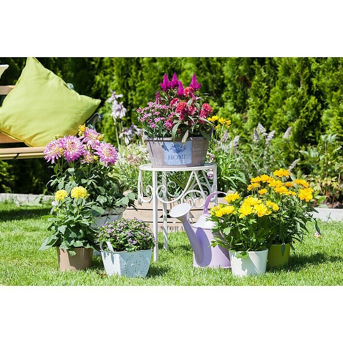 Piardino Silber-Brandschopf (Celosia argentea 'Venezuela', Topfgröße: 12 cm) | BAUHAUS
