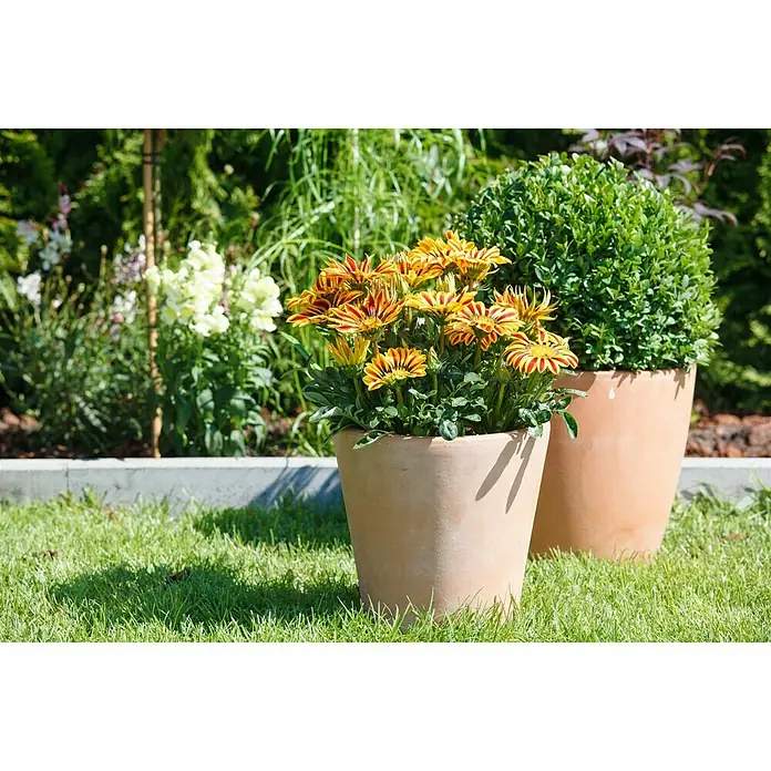 Piardino Gazania - Gazania Hybride, Tamaño de maceta: 10 cm, Amarillo - Primer plano de dos macetas de terracota en un jardín, una llena de coloridas flores de Gazania y la otra con un arbusto de boj.