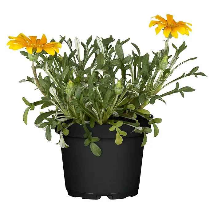 Piardino Gazania - Gazania Hybride, Tamaño de maceta: 10 cm, Amarillo - Gazania llamativa en una maceta, ideal para lugares soleados. Sus vibrantes flores amarillas añaden un toque de color a cualquier jardín o balcón.