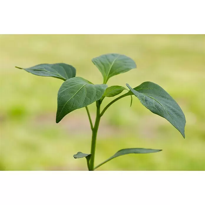 Piardino Paprika - Capsicum annuum, 9 cm, Erntezeit: August, Farbe Frucht: Gelb - Stimmungsaufnahme