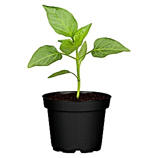 Piardino Paprika (Capsicum annuum, 9 cm, Erntezeit: August, Farbe Frucht: Gelb)