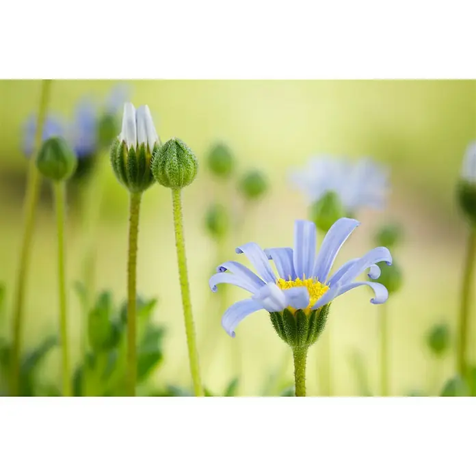 Piardino Kapaster - Felicia amelloides, Blütenfarbe: Blau - Nahaufnahme einer blassblauen Gänseblümchenblüte mit gelber Mitte, flankiert von geschlossenen Knospen in einem Garten.
