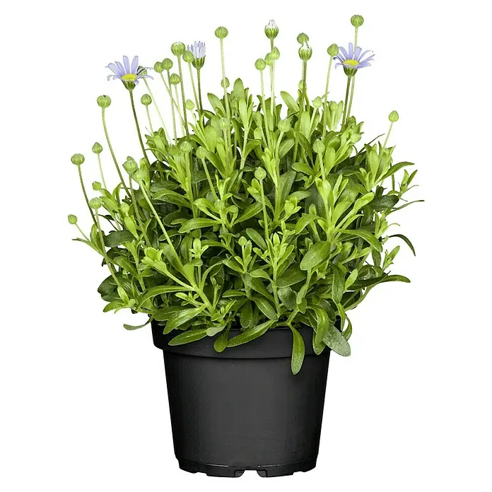 Piardino Kapaster - Felicia amelloides, Blütenfarbe: Blau - Nahaufnahme einer Topfpflanze mit grünen Blättern und zarten lila Blüten. Die Pflanze sitzt in einem schlichten, schwarzen Topf.