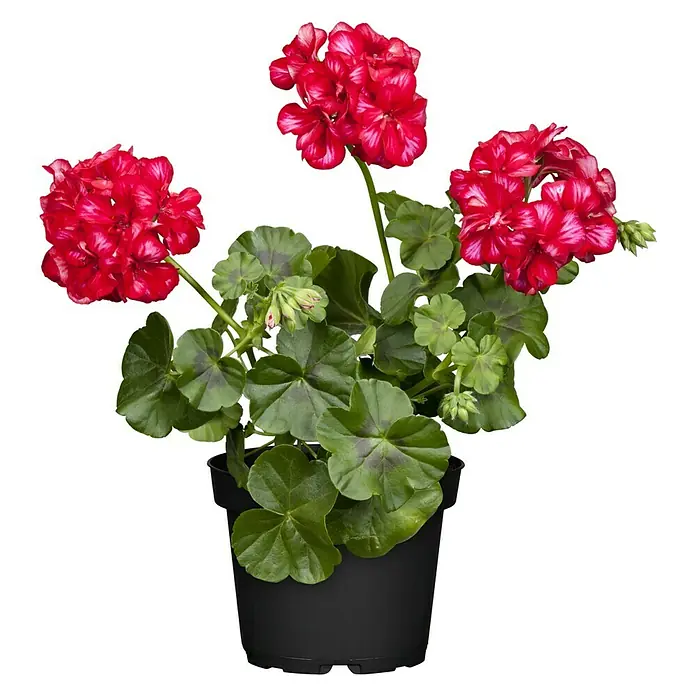 Piardino GeranienPelargonium peltatum, Topfgröße: 13 cm, Sortenabhängig
