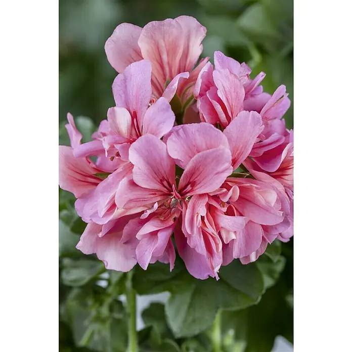 Piardino GeranienPelargonium peltatum, Topfgröße: 13 cm, Sortenabhängig - Nahaufnahme einer üppigen, rosa blühenden Geranie vor einem unscharfen, grünen Hintergrund, die die zarten Blütenblätter und lebendigen Farben hervorhebt.