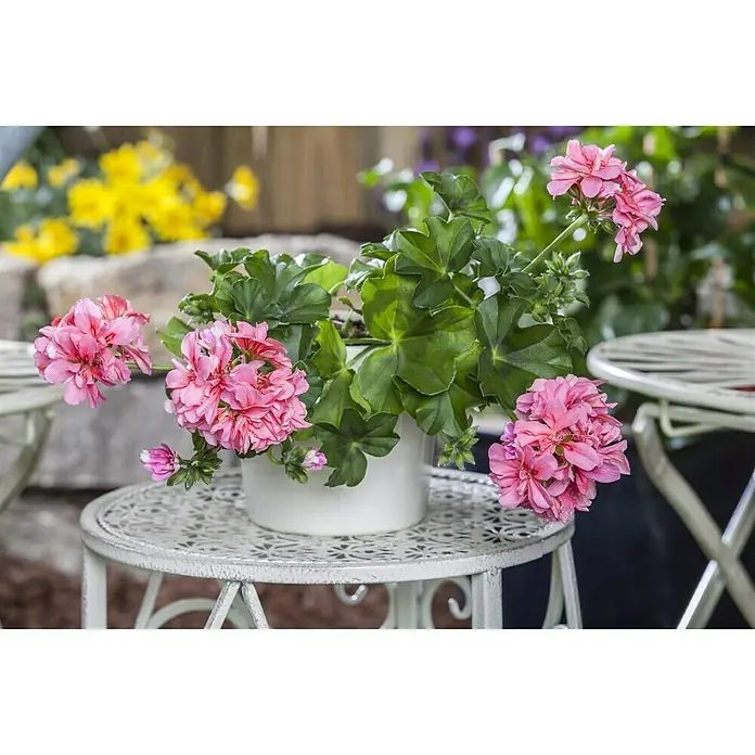 Piardino Geranien - Pelargonium peltatum, Topfgröße: 13 cm, Sortenabhängig - Ein Topf mit rosafarbenen Geranien auf einem verzierten Beistelltisch, die Blüten in voller Pracht und das Grün lebendig.