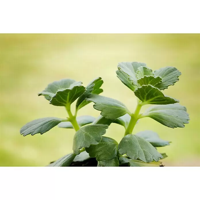 Piardino Harfenstrauch Hunde- & Katzenschreck - Coleus canina, Blütenfarbe: Blau - Stimmungsaufnahme
