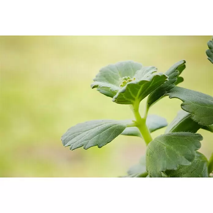 Piardino Harfenstrauch Hunde- & Katzenschreck - Coleus canina, Blütenfarbe: Blau - Stimmungsaufnahme