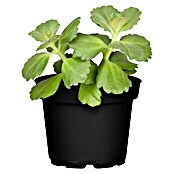 Coleus canina 10