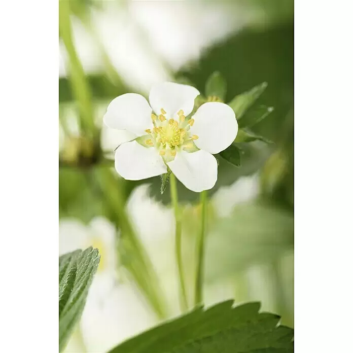 Piardino Erdbeere - Fragaria x grandiflora - Stimmungsaufnahme