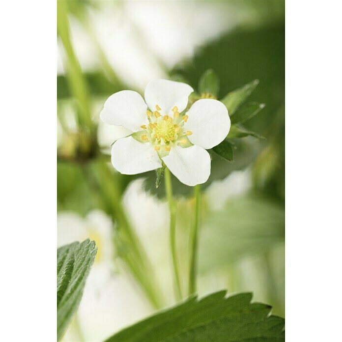 Piardino ErdbeereFragaria x grandiflora Mood Shot