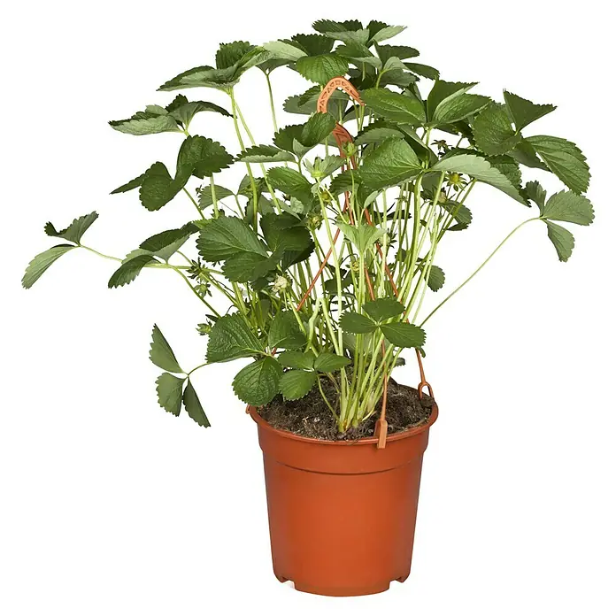 Piardino Erdbeere - Fragaria x grandiflora - Üppige Erdbeerpflanze in einem braunen Topf, ideal für den Anbau auf dem Balkon oder der Terrasse, bringt frische Früchte direkt nach Hause.