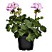 Piardino Zonal-Pelargonie 