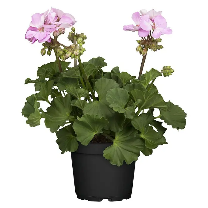 Piardino Zonal-Pelargonie - Pelargonium zonale, Topfgröße: 13 cm, Blütenfarbe: Sortenabhängig - Eine Topfpflanze mit üppigen grünen Blättern und zarten rosa Blüten, ideal für die Dekoration von Innenräumen.