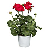 Pelargonium zonale 13 i.S. gem.