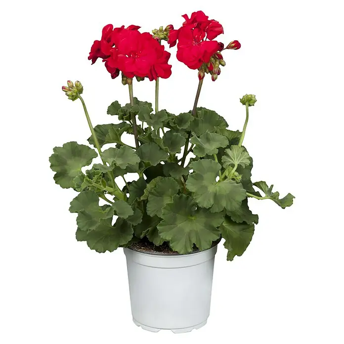 Piardino Zonal-Pelargonie - Pelargonium zonale, Topfgröße: 13 cm, Blütenfarbe: Sortenabhängig - Ein leuchtend roter Geranien-Blumentopf, der jedem Raum Farbe verleiht. Perfekt für Fensterbänke oder als Tischdekoration.