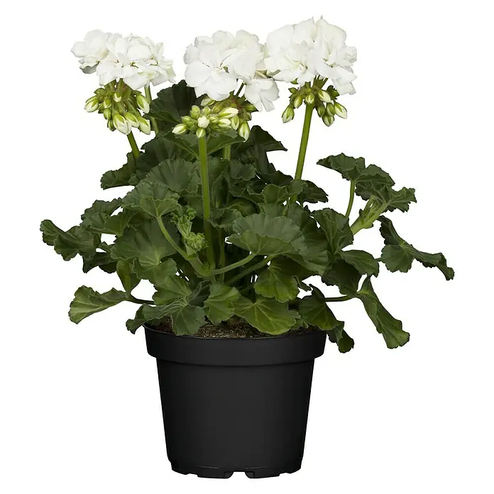 Piardino Zonal-Pelargonie - Pelargonium zonale, Topfgröße: 13 cm, Blütenfarbe: Sortenabhängig - Eine weiße Geranie im Topf. Die Pflanze hat üppige Blüten und grüne Blätter. Der Topf ist schwarz und schlicht gehalten.