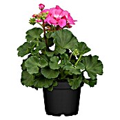 Pelargonium zonale 13 i.S. gem.