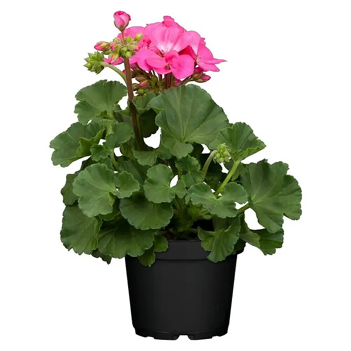 Piardino Zonal-Pelargonie - Pelargonium zonale, Topfgröße: 13 cm, Blütenfarbe: Sortenabhängig - Nahaufnahme einer Topfgeranie mit leuchtend rosa Blüten und üppigem Grün, die in einem schlichten, schwarzen Topf präsentiert wird.