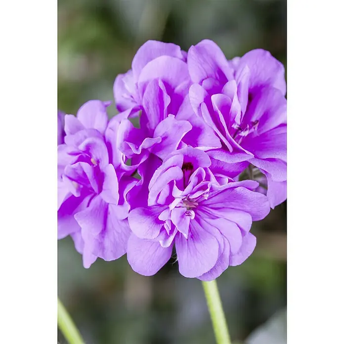 Piardino Zonal-Pelargonie - Pelargonium zonale, Topfgröße: 13 cm, Blütenfarbe: Sortenabhängig - Nahaufnahme von leuchtend lila Geranienblüten, die ihre zarten Blütenblätter und lebendige Farbe zeigen.