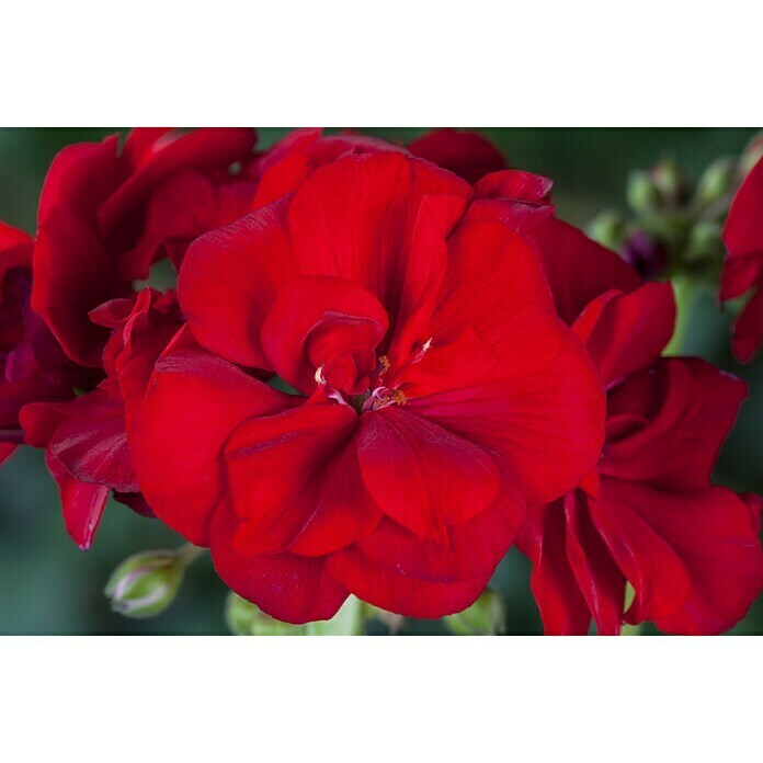 Pelargonium zonale 13 i.S. gem.