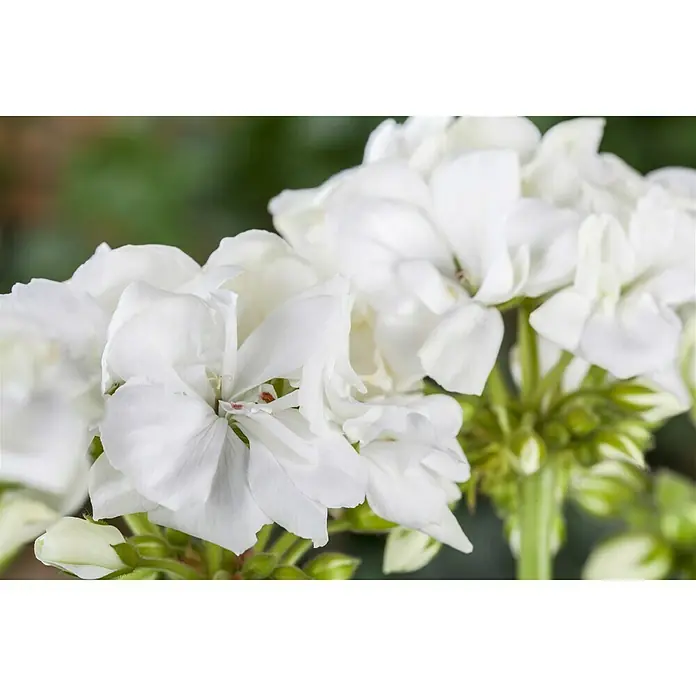 Piardino Zonal-Pelargonie - Pelargonium zonale, Topfgröße: 13 cm, Blütenfarbe: Sortenabhängig - Nahaufnahme einer Gruppe von weißen Pelargonienblüten mit grünen Stielen und Knospen.