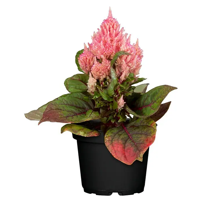 Piardino Celosia argentea - Celosia argentea - Una planta de interior en maceta con espigas de flores rosas en una maceta negra, Celosia 'Twisted Pink', es un espectáculo llamativo.