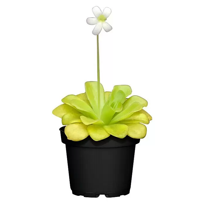 Piardino Gewöhnliches Fettkraut - Pinguicula agnata, Topfgröße: 9 cm - Vorderansicht