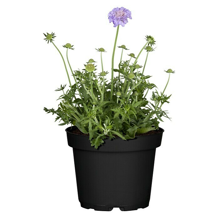 Scabiosa caucasica 3Perfecta blau