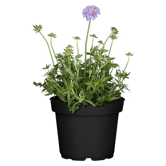 Piardino Staude - Scabiosa caucasica 'Perfecta Blau', 3 l - Elegante Skabiose 'Butterfly Blue' im schwarzen Topf. Die zarten, lavendelfarbenen Blüten ziehen Blicke auf sich und verschönern jeden Raum.