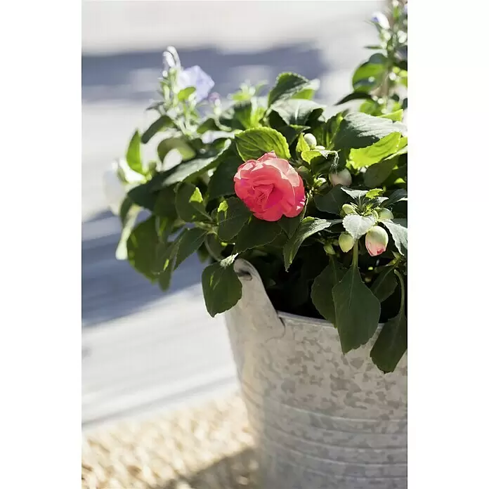 Piardino Impatiens walleriana - Impatiens walleriana, Color de flor: En función de la variedad - Planta con flores rosas vibrantes en un cubo de metal galvanizado acanalado, sobre una superficie de madera clara.