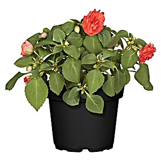 Piardino Fleißiges Lieschen (Impatiens walleriana, Blütenfarbe: Sortenabhängig)