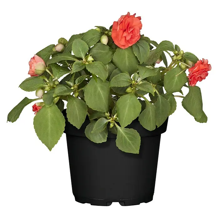 Piardino Impatiens walleriana - Impatiens walleriana, Color de flor: En función de la variedad - Una maceta con un grupo de flores de Impatiens Wandering Jew rojas y rosas, colocadas sobre una superficie negra.