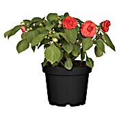 Impatiens walleriana13 3 Pflanzen im To