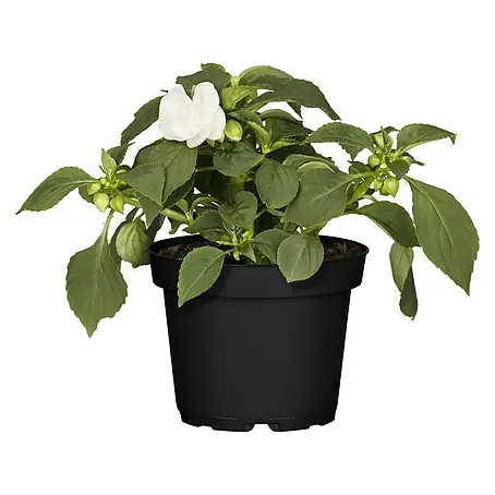 Piardino Impatiens walleriana