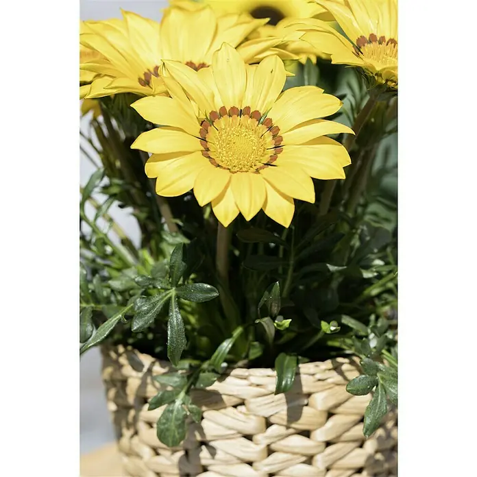Piardino Gazania - Gazania Hybride, Tamaño de maceta: 13 cm, Amarillo - Primer plano de una flor de gazania amarilla en una maceta de mimbre, destacando sus tonos cálidos y texturas naturales.