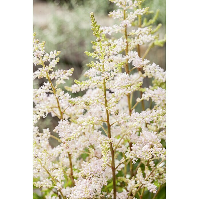 Piardino Japanische Prachtspiere (Astilbe japonica, Topfgröße: 17 cm)