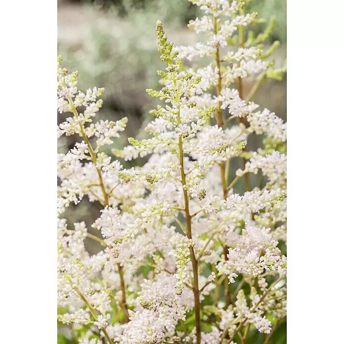 Piardino Japanische Prachtspiere - Astilbe japonica, Topfgröße: 17 cm - Stimmungsaufnahme