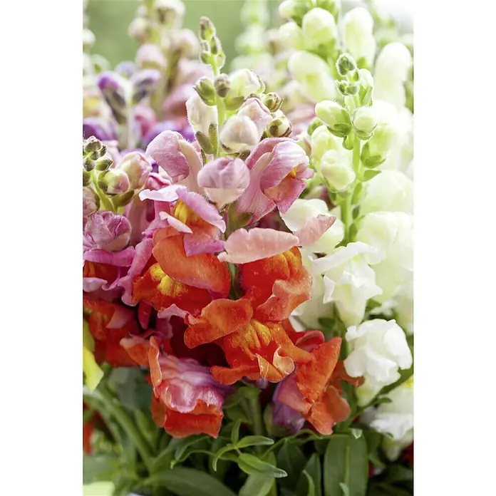 Piardino Garten-Löwenmaul - Antirrhinum majus, Topfgröße: 13 cm, Sortenabhängig - Nahaufnahme eines farbenfrohen Arrangements von Löwenmäulchenblüten in verschiedenen Farbtönen, die die Schönheit der Natur zeigen.